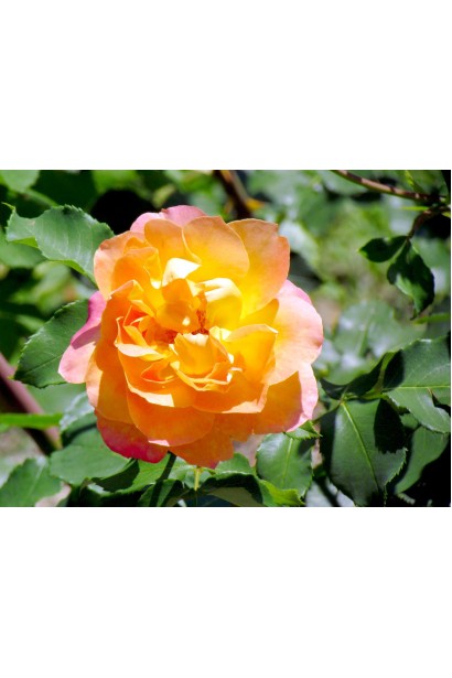 Троянда чайно-гібридна ‘Луі де Фюнес’